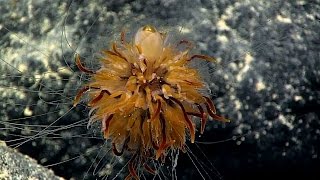 Dandelion siphonophore near Rose Atoll American Samoa [upl. by Dyal]