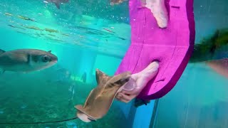 ‘Sunny’ the Cownose ray joins the St Augustine Aquarium [upl. by Franciskus]