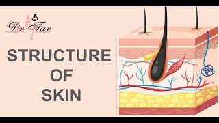 lesson 1 Structure of the Skin [upl. by Nilyahs]