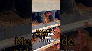 ¿Sabías cuáles son las medidas óptimas para los nidales de nuestras GALLINAS PONEDORAS [upl. by Annunciata]