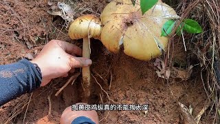 进山就是大黄皮鸡枞，而且不止一朵，这样的神仙运气应该天天有 Collybia albuminosa [upl. by Senior]