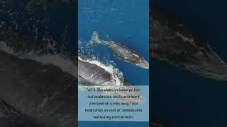 Blue Whales  5 Quick Facts  Educational [upl. by Nylanaj]