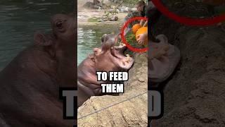 These Hippos Ate WHAT 😱 [upl. by Ennahoj]