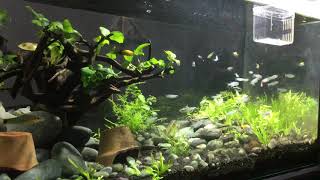 Schooling Rummynose Tetras Lamp Light Tetras Black Neon Tetras amp Silver Tip Tetras Community Tank [upl. by Atiraj503]