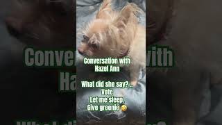 Mornings with Hazel Ann dogsofyoutube furkids vote [upl. by Mann]