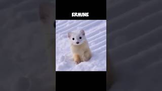 The Stoat  But At The Winter They Are Called Ermine 🤓 [upl. by Howenstein147]