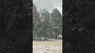 Herd of Deer during Elk hunt Hunting Unit 7East Flagstaff Az [upl. by Humphrey]