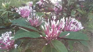 beautiful Starburst flowers Clerodendrum quadriloculare very showy blooms like burst of stars [upl. by Leakcim175]