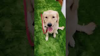 Dog trainer Delhi India 💯💯💯💯💯 ♥️🌹🌹💯♥️💯♥️🌹♥️♥️🌹🌹🌹💯 sssssseseeeeeesss [upl. by Ollie769]