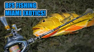 BFS Fishing Miami Canals for Exotic Fishes [upl. by Armitage]