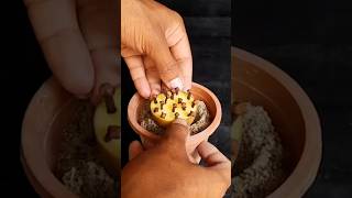 How To Grow Cove Plant At Home  Propagation Of Clove Plant From Clove [upl. by Enomar558]