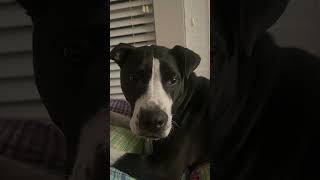 Dogs be rizzing like…shorts music hiphop rap funny memes [upl. by Koosis286]