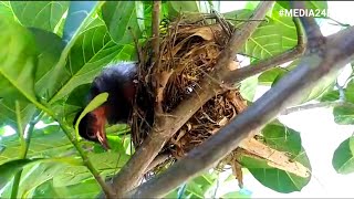 Baby Bird in Nest  Bird hatching and brooding Nest Building of Engineer Bird Rufous Hornero [upl. by Evad543]