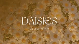 Weston Estate  Daisies  TRADUÇÃO [upl. by Niuqauj]