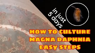 How to Culture Magna Daphnia Easily [upl. by Rimidalv406]