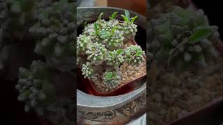 Euphorbia JaponicaCocklebur [upl. by Eetse]