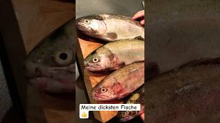 Meine Dicksten Fische✌️👍 music ￼ [upl. by Arakahs]