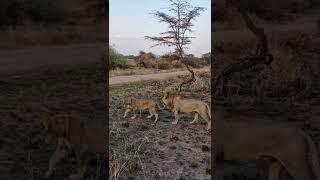 León y Leona Ritual Apareamiento  Lion amp Lioness Courtship Safari Africa [upl. by Htevi]