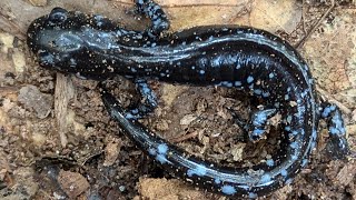 Blue Spotted salamander  Ambystoma laterale [upl. by Carlos234]