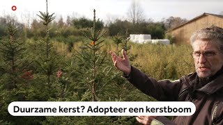 Kerstboom adopteren en ieder jaar terugzetten [upl. by Nyl]