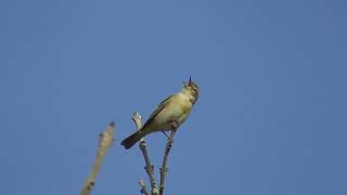 Chiffchaff Song  The first singing Warbler [upl. by Preuss]