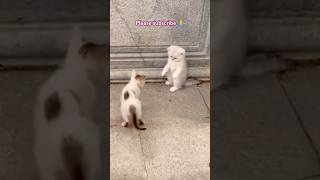 Cute kittens videos fight cat kitten pets animals cute catlover russia japan poland usa [upl. by Ahsemik]