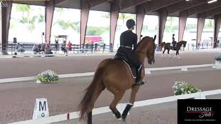 Robert Dover Finding Schwung In The Dressage Warm Up [upl. by Fotzsyzrk]