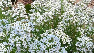 Plants of Coonoor  Sweet Alyssum  Lobularia Maritima [upl. by Corrianne]