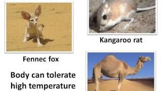 Science  How animals and plants adapt to desert habitat  Hindi [upl. by Blim727]