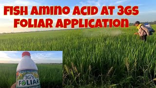 foliar application habang buntis ang palay  Fish amino acid at 3gs foliar [upl. by Ihcego809]