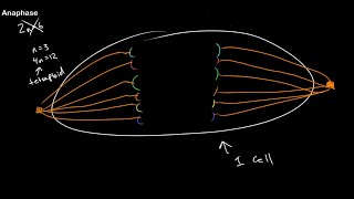 Meiosis 1  Crossing over and Phase identification [upl. by Colet]