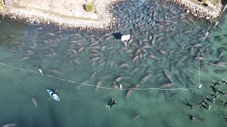 Swimming with manatees [upl. by Adnauqal]