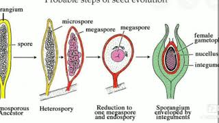 Evolution of seed habit by Dr Saroj Fagodia [upl. by Nnaitsirhc]