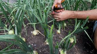 Grow BIG Onions With This One Simple Tip [upl. by Brandtr]