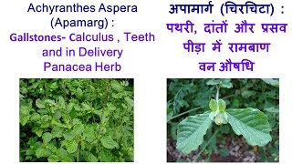 Achyranthes Aspera Apamarg  Gallstones Calculus  Teeth and in Delivery Panacea Herb [upl. by Aisset]