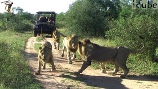 Four Male Lions On Patrol [upl. by Asenab]