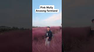 Pink mully anseongfarmland korea funny epsworker kpopfestival bonus travelvlog shorts [upl. by Mainis455]