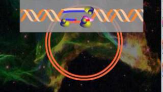 HSV DNA replication [upl. by Edris632]