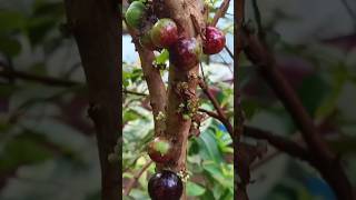 Jaboticaba plant Red hybridAamis Fruits Garden Specialtrending fruitgardenjaboticaba [upl. by Nerac]