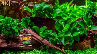 Planted Aquarium  Dreamy freshwater plants  Part 2 [upl. by Houlberg]