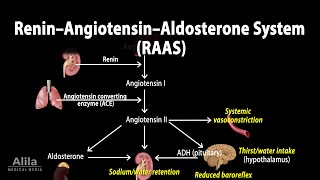 The Renin–Angiotensin–Aldosterone System RAAS Animation [upl. by Andros]