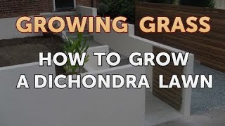 How to Grow a Dichondra Lawn [upl. by Sayce849]