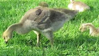 Canada geese and goslings Cambridge Ontario  clip 8754 [upl. by Enylecoj261]