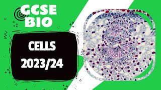 Animal and Plant Cell QUIZ  GCSE Biology Paper  AQA  EDEXCEL [upl. by Anerys]