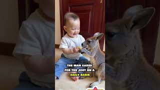 Rescued Orphan Kangaroo Finds Love and a New Home 🦘❤️ AnimalRescue KindnessMatters shorts [upl. by Nylirrej956]