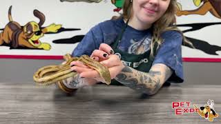 Snakes with Samantha and Myer the Yellow Rat Snake 22224 [upl. by Lory]