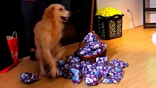 PUPPY OPENING CHRISTMAS PRESENTS Super Cooper Sunday 43 [upl. by Whitney]