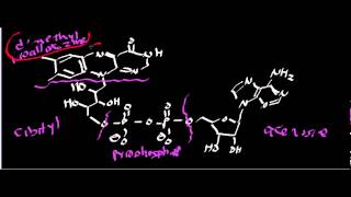 Biochemistry  Succinate Dehydrogenase Complex II [upl. by Lomax]