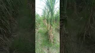 Verity CO0238 vs CO15023 Konsa Best ha Beautiful plot Sugarcane Farming krishikibaat [upl. by Glennis]