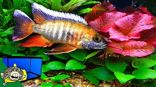 Planted African Cichlid Tank  How To [upl. by Artinek]